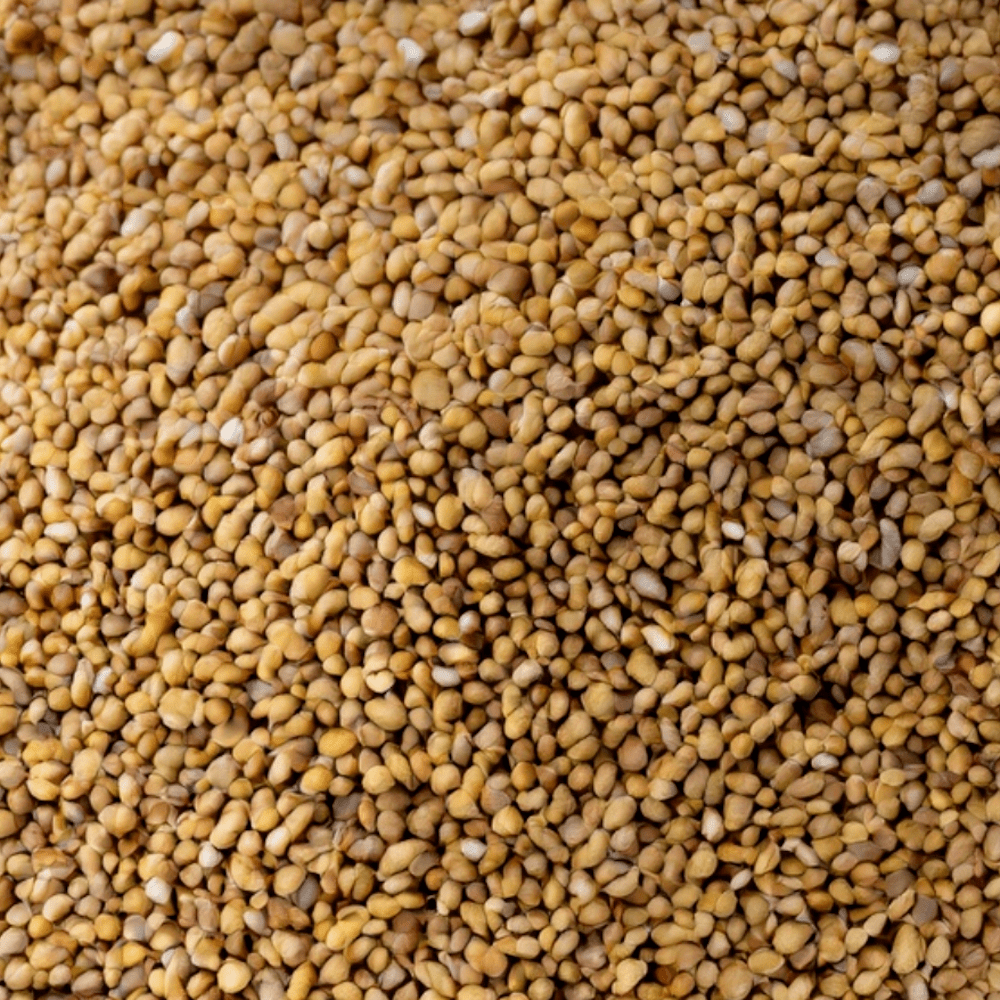 Alfalfa Seeds
