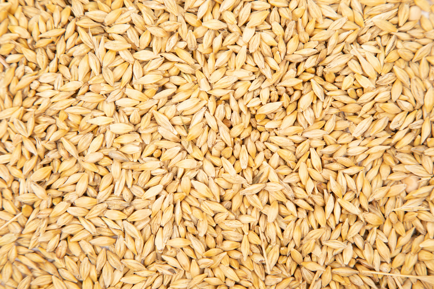 Barley