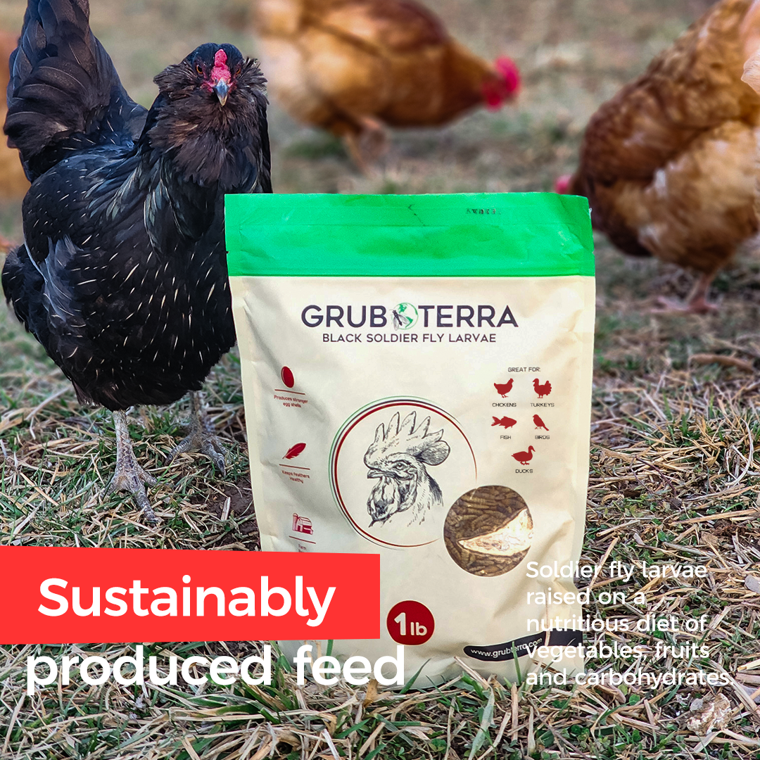 Grub Terra | Organic Grub for chicken | Fly Larvae