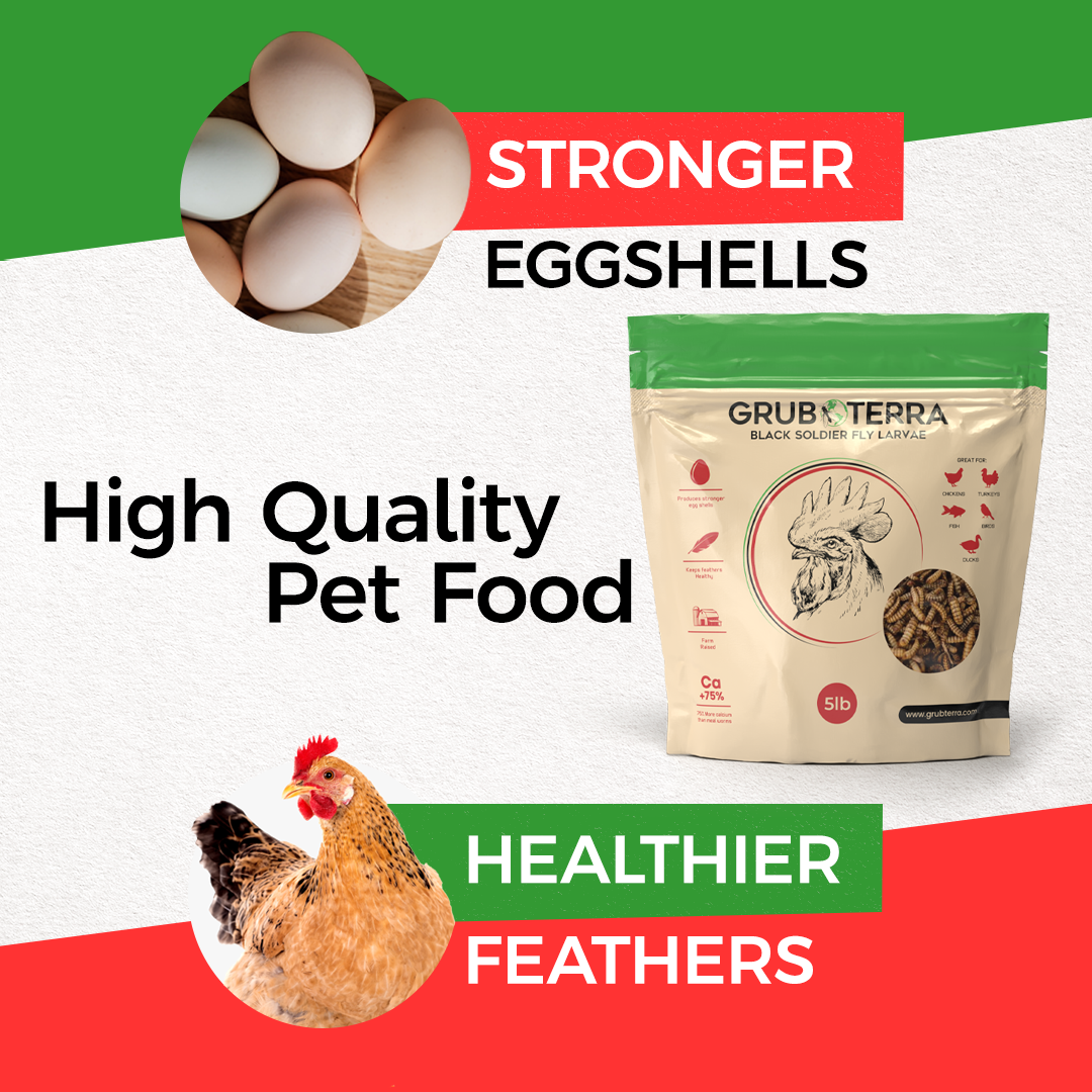 Grub Terra | Organic Grub for chicken | Fly Larvae