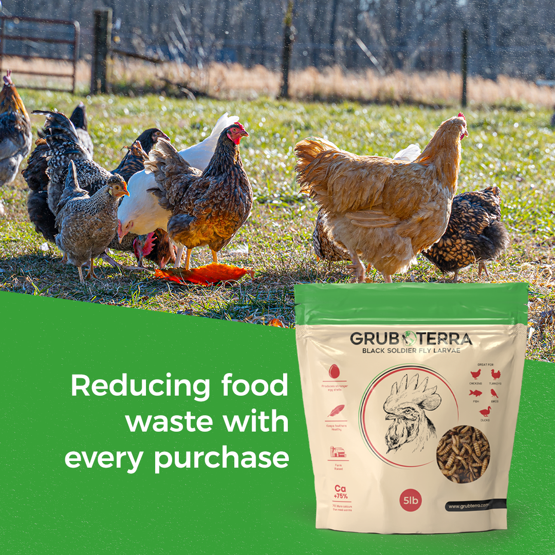 Grub Terra | Organic Grub for chicken | Fly Larvae