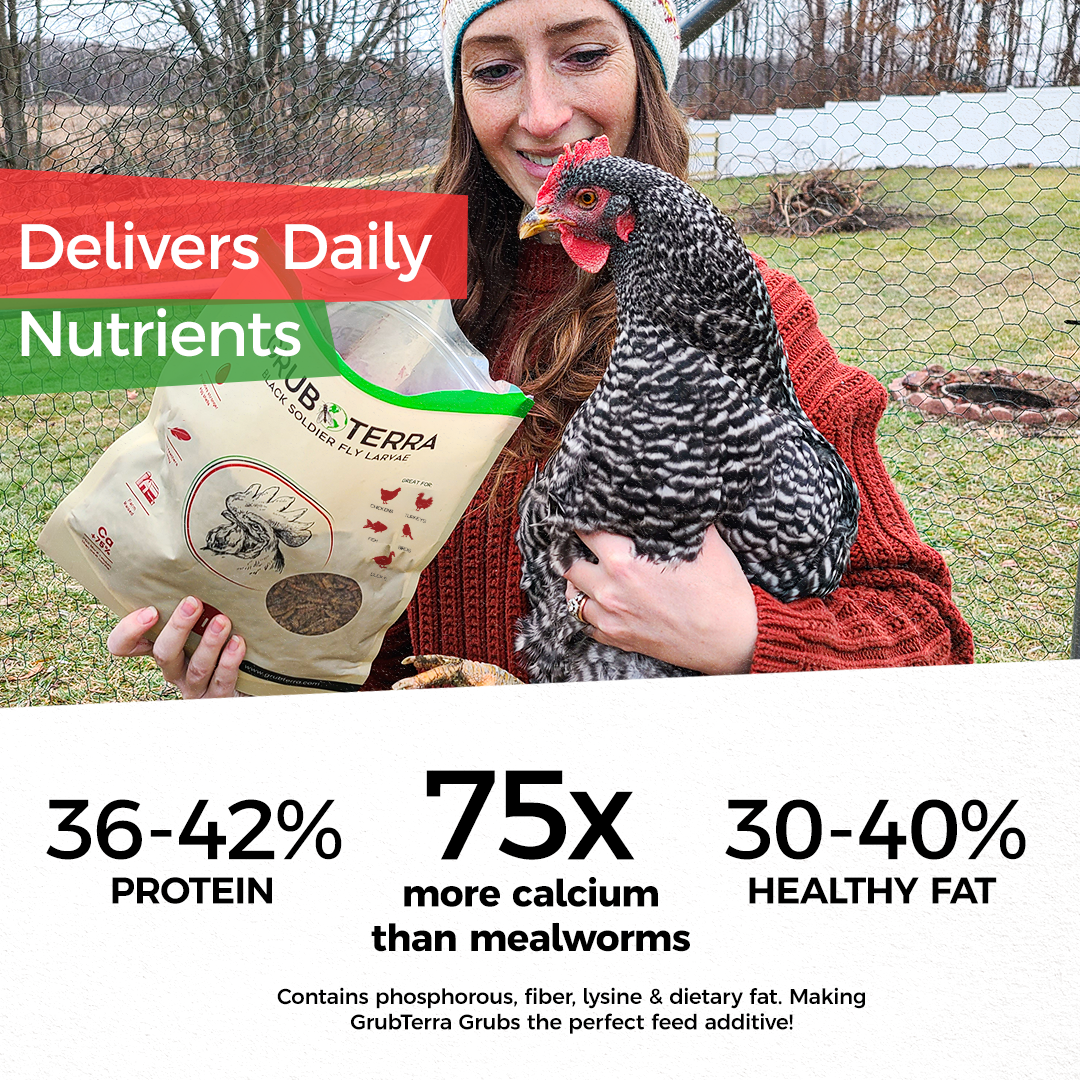 Grub Terra | Organic Grub for chicken | Fly Larvae