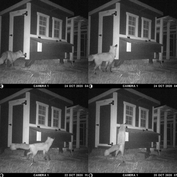 Chicken Coop, Large Sized Coop for 15 chickens, Blue Painted Chicken Coop, Wooden Chicken Coop, DIY Chicken Coop, USA Made Chicken Coop, Assemble Chicken Coop,