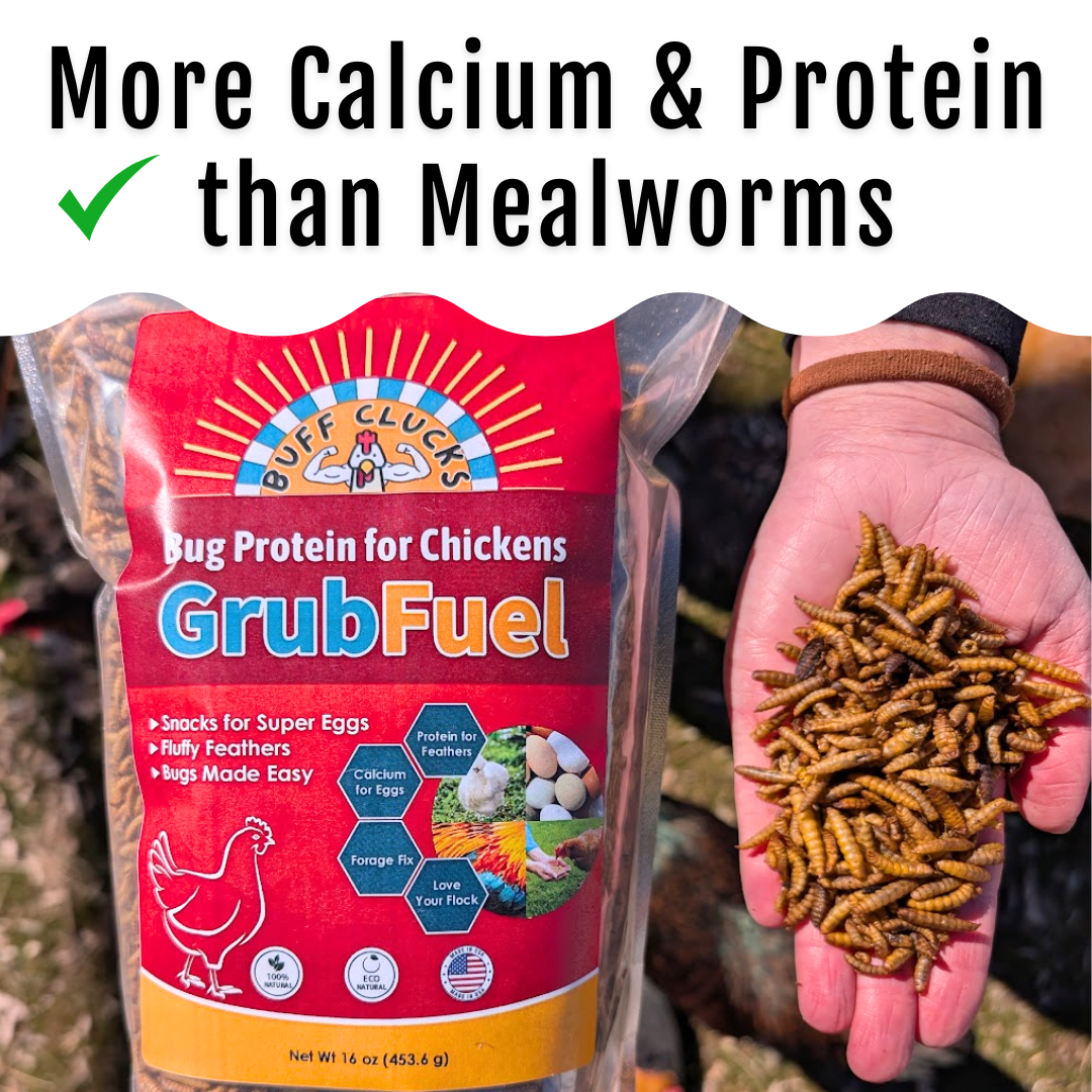GrubFuel - Black Soldier Fly Larvae for Chickens