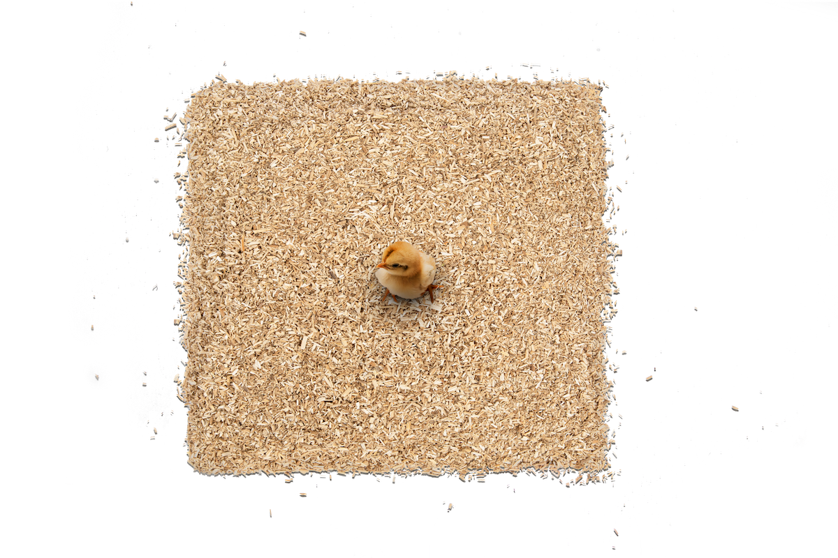 mile four hemp bedding for chickens, hemp bedding, hemp bedding for chicken coop bulk, hemp bedding for chicken coop, hemp animal bedding, eco friendly bedding, hemp pet bedding