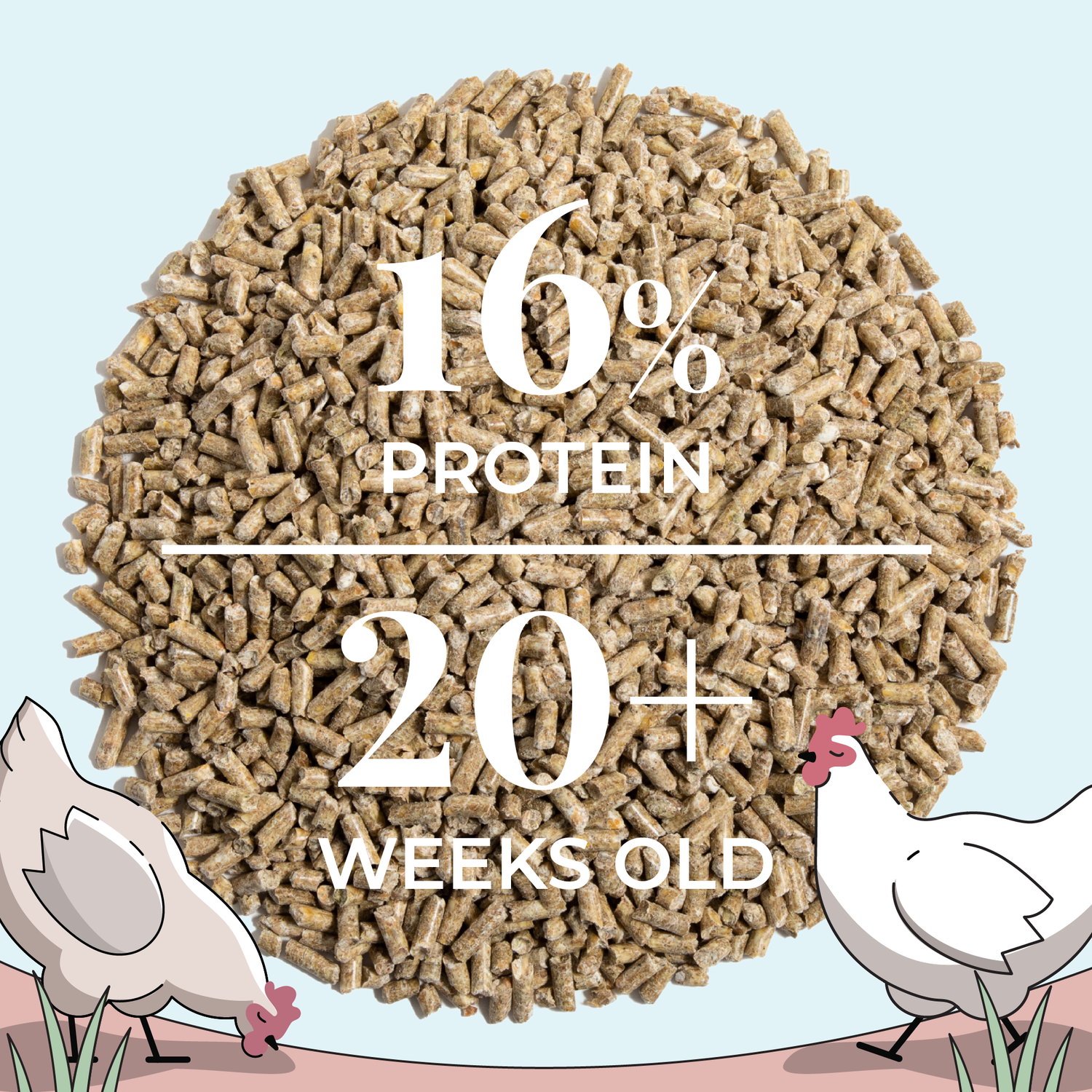 Layer Chicken Kit | 1 Month Supply of Feed, Grit, Scratch + Oys. Shell