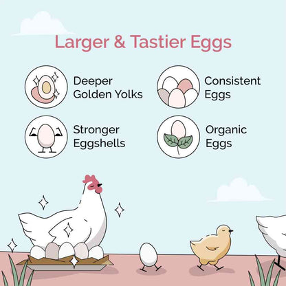 Buy Organic Chicken Layer Feed | Best Organic Layer Feed
