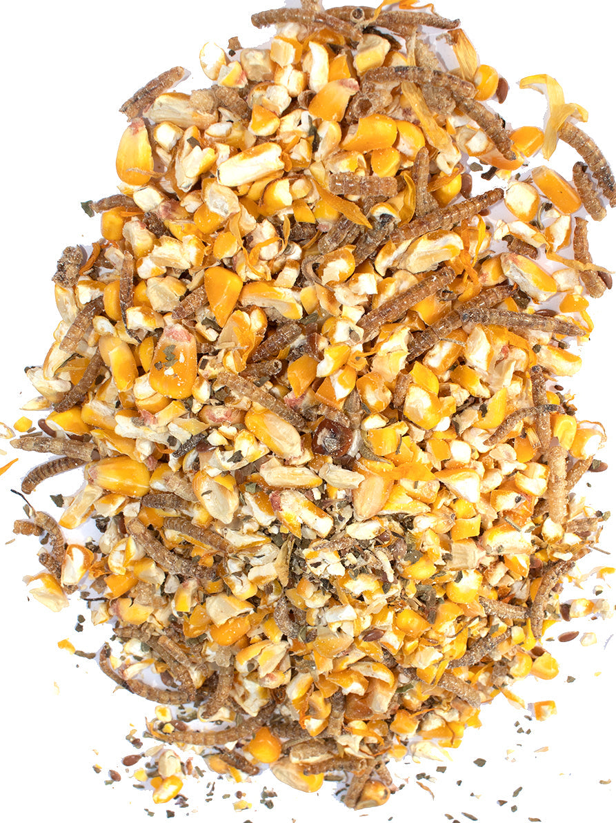 Mealworm for Chickens