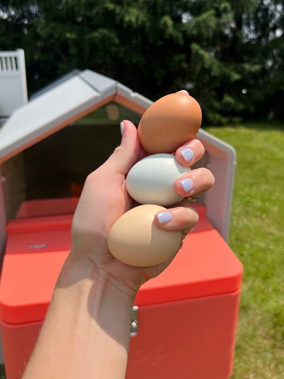 The Smart Coop + Steel Run