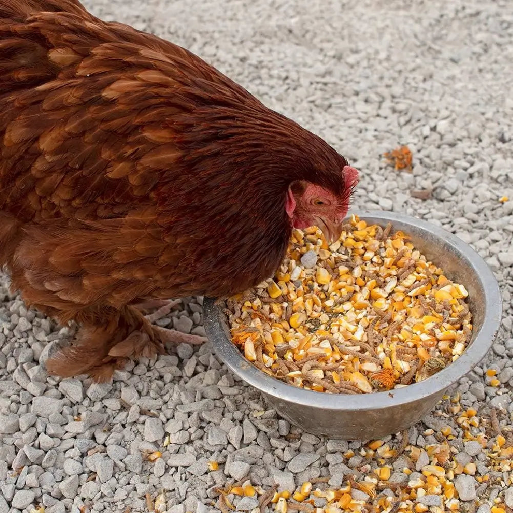 Pampered Chicken Mama Non-GMO corn, flax, herbs, and protein-rich mealworms for poultry chickens layer hens
