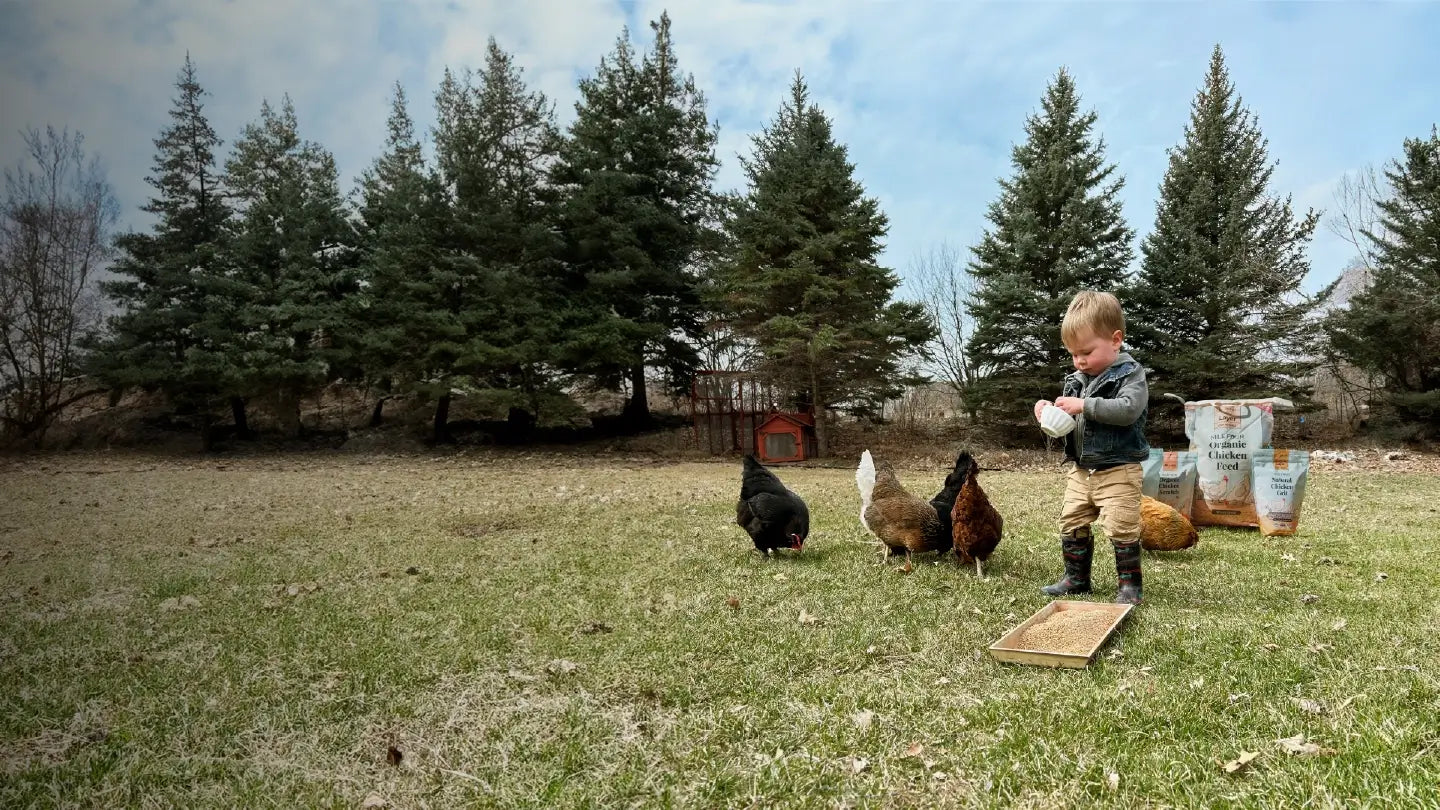 Organic Chicken Feed, Chick Feed, Starter Feed, Mile Four, Chicken Feed, Bulk Feed, Sampler Chicken Feed, USDA Organic Chicken Feed, Non-GMO Chicken Feed, Organic Eggs,