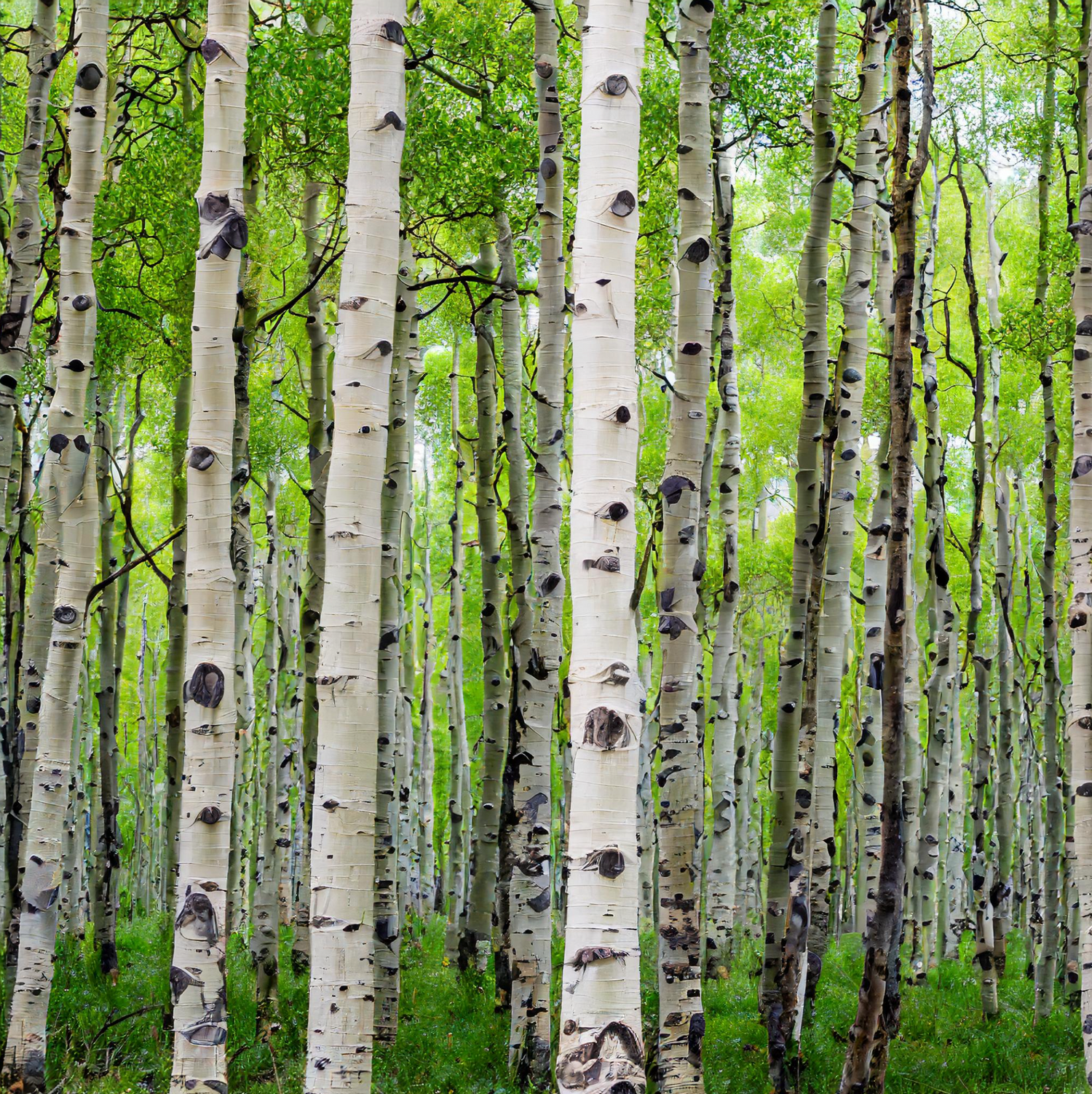Aspen trees for nesting pads
