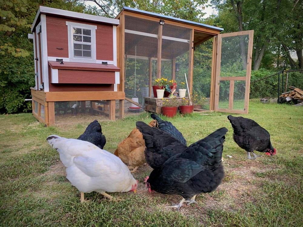 Chicken Coop Medium (10 Chickens)