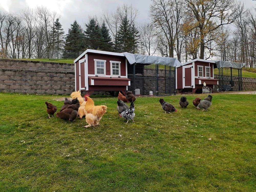 Chicken Coop Large (15 Chickens)
