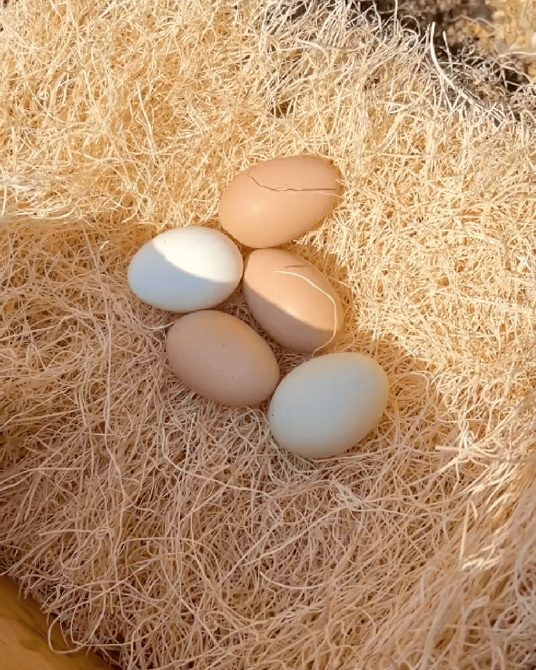 mile four chicken nesting pads, nesting pads, aspen bedding, nesting pads for chicken coop, nesting box pads, chicken coop bedding, chicken nesting pads for laying eggs, nest box pads for chickens, aspen excelsior, aspen shavings pet bedding