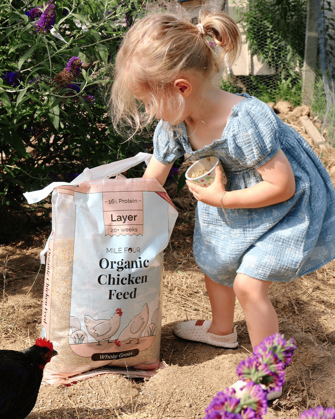 Buy Organic Chicken Layer Feed, Best Organic Layer Feed, Non-GMO,