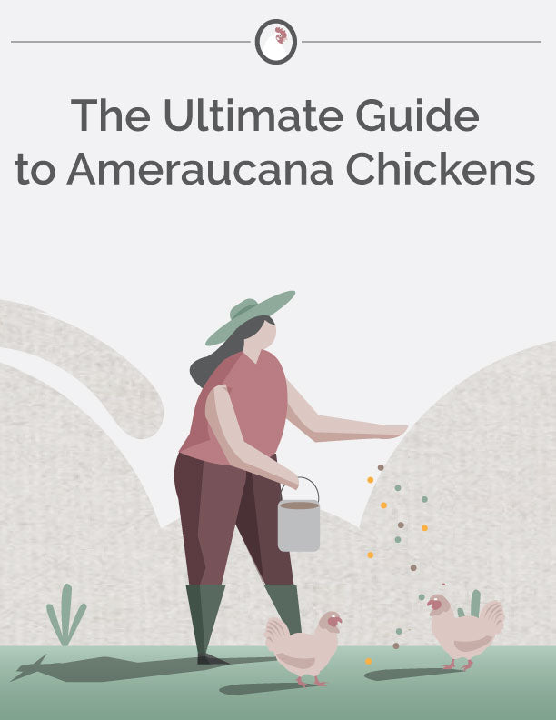 The Ultimate Guide to Ameraucana Chickens E-Book