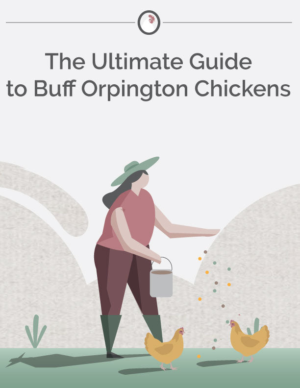 The Ultimate Guide to Buff Orrington Chickens E-Book
