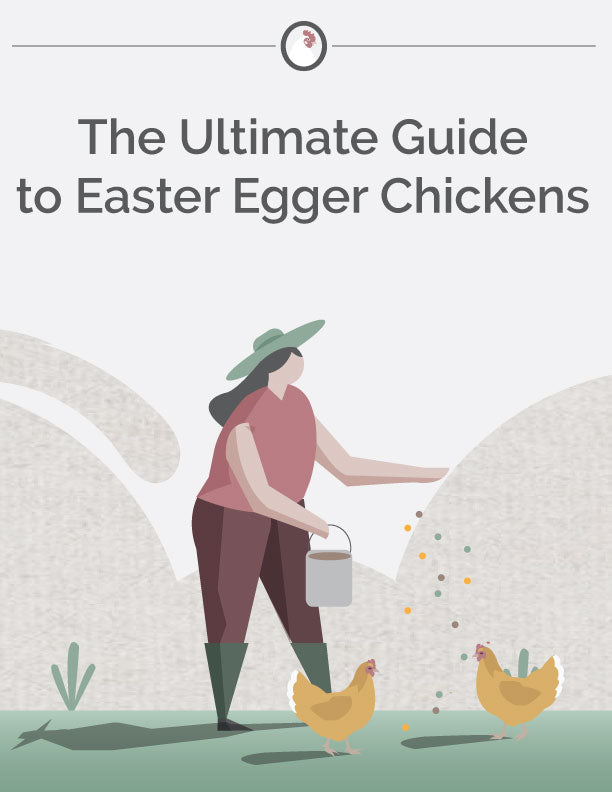 The Ultimate Guide to Easter Egger Chickens E-Book