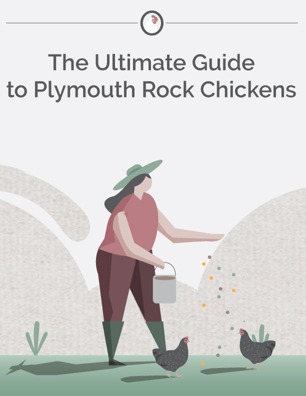 The Ultimate Guide to Plymouth Rock Chickens E-Book