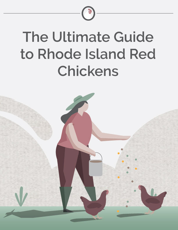 The Ultimate Guide to Rhode Island Red Chickens E-Book