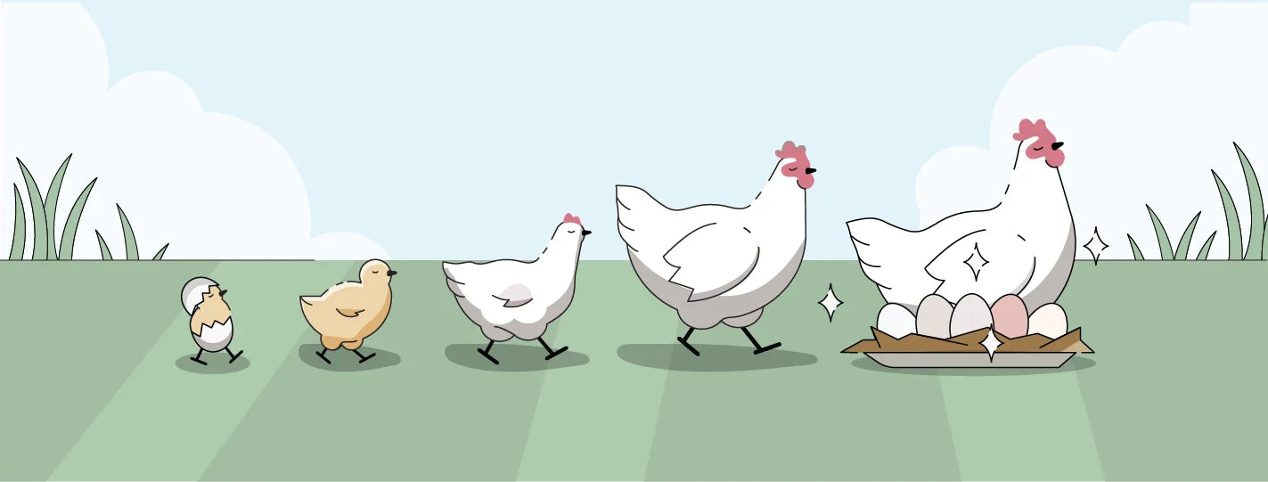 The 21-Week Feed Plan: When to Switch Chicken Feed the Right Way