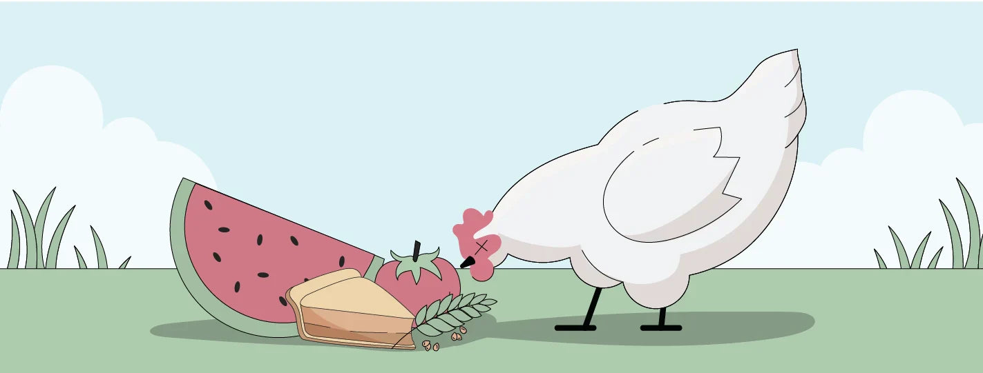 illustration of a chicken eating food scraps