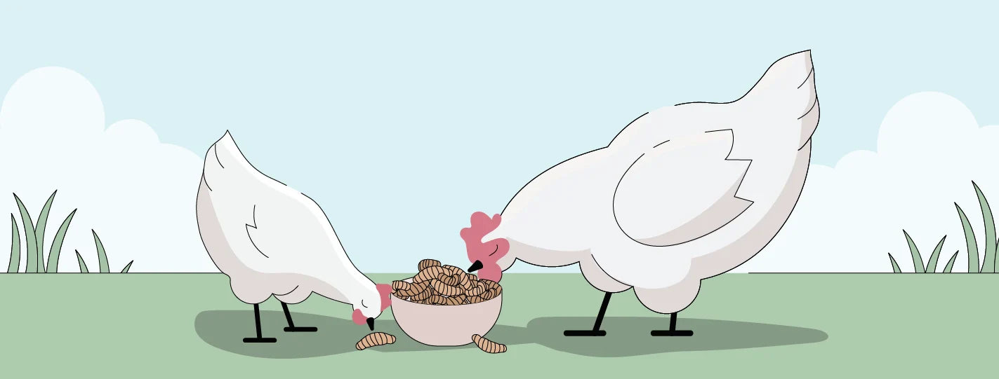 Black Soldier Fly Larvae for Chickens: Better Than Mealworms?