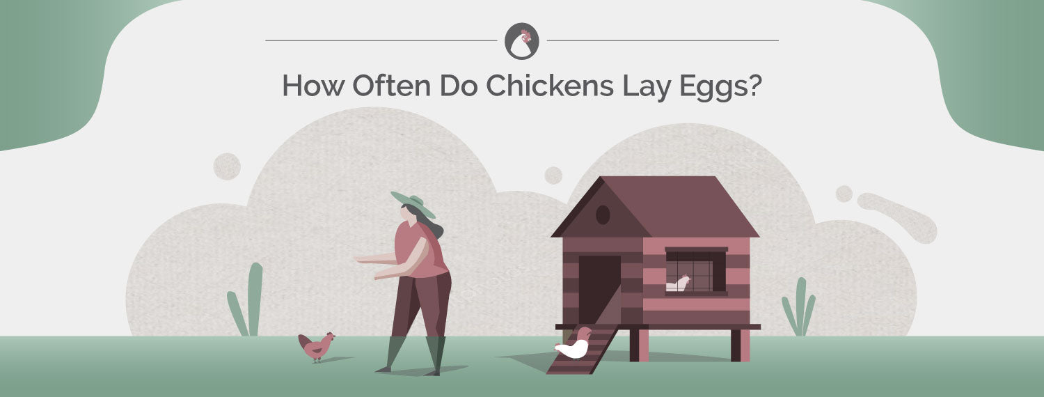 How Often Do Chickens Lay Eggs?