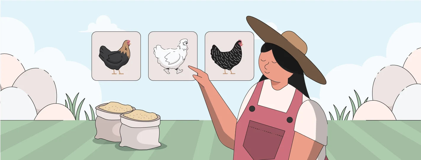 Woman selecting what chicken breed to get