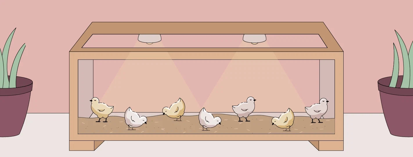 How to Set Up a Chick Brooder That Actually Works