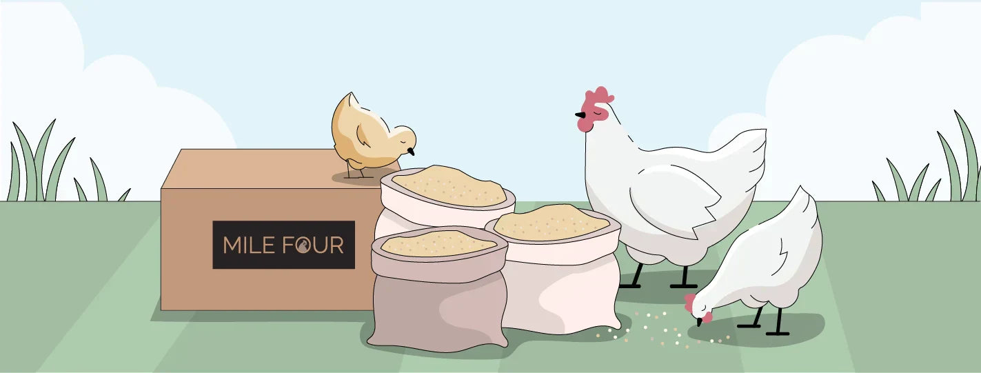 Chicken Feed Guide 2025, Chicken Guide, Organic Chicken Feed Guide, Organic Chicken Feed, How to transition chicken feed