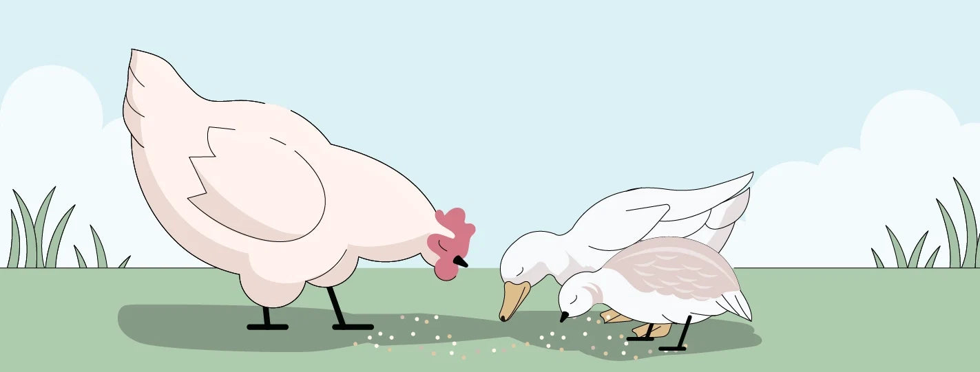 Can Ducks, Quail & Chickens Eat the Same Feed?