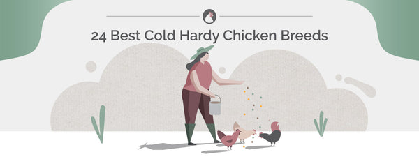 24 Best Cold Hardy Chicken Breeds