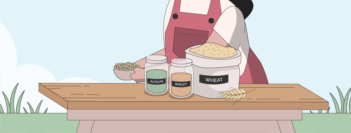 Illustration of a table with chicken feed ingredients and woman holding a bowl of peas