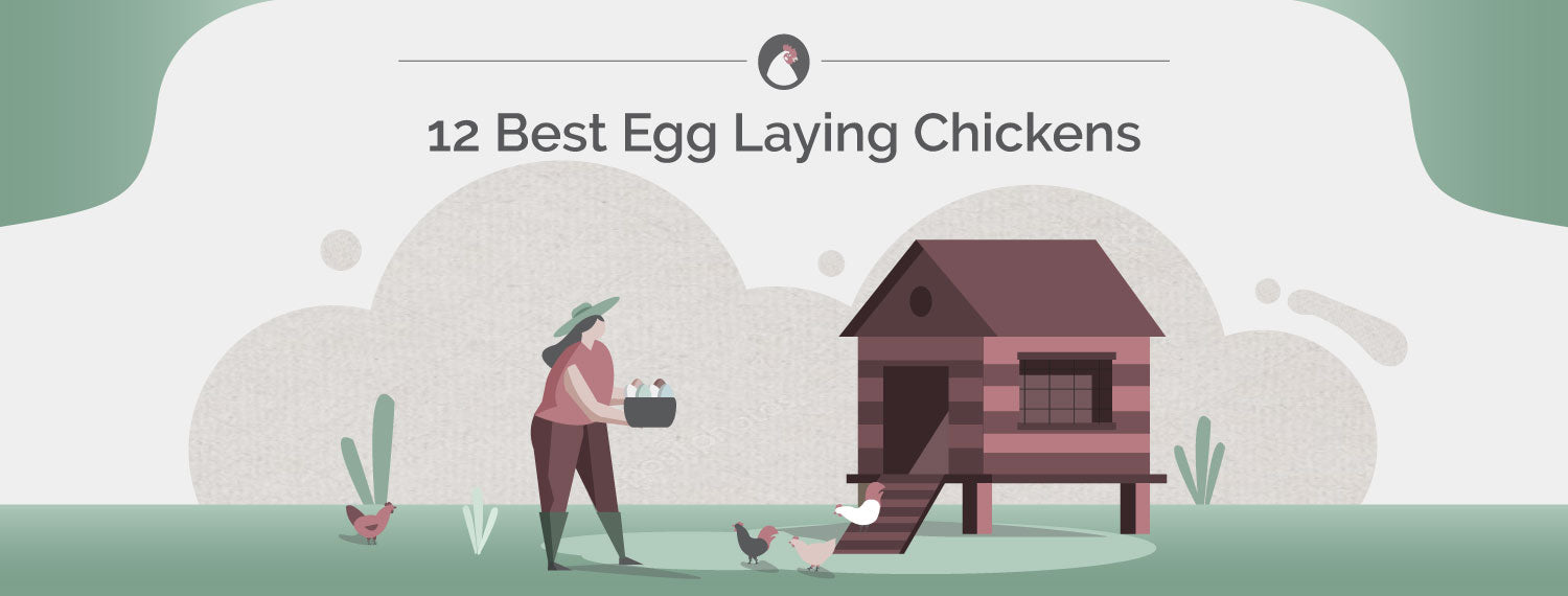 12 Best Egg Laying Chickens