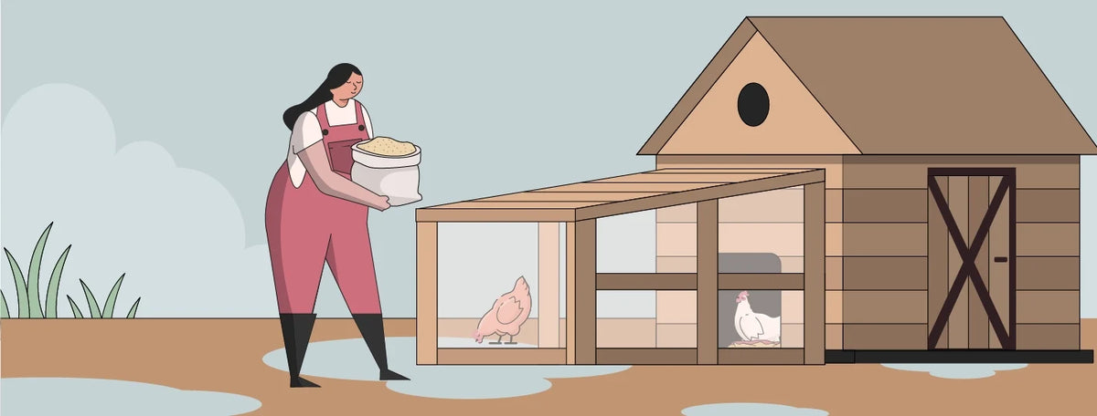 What Does El Niño Mean for Backyard Chickens?