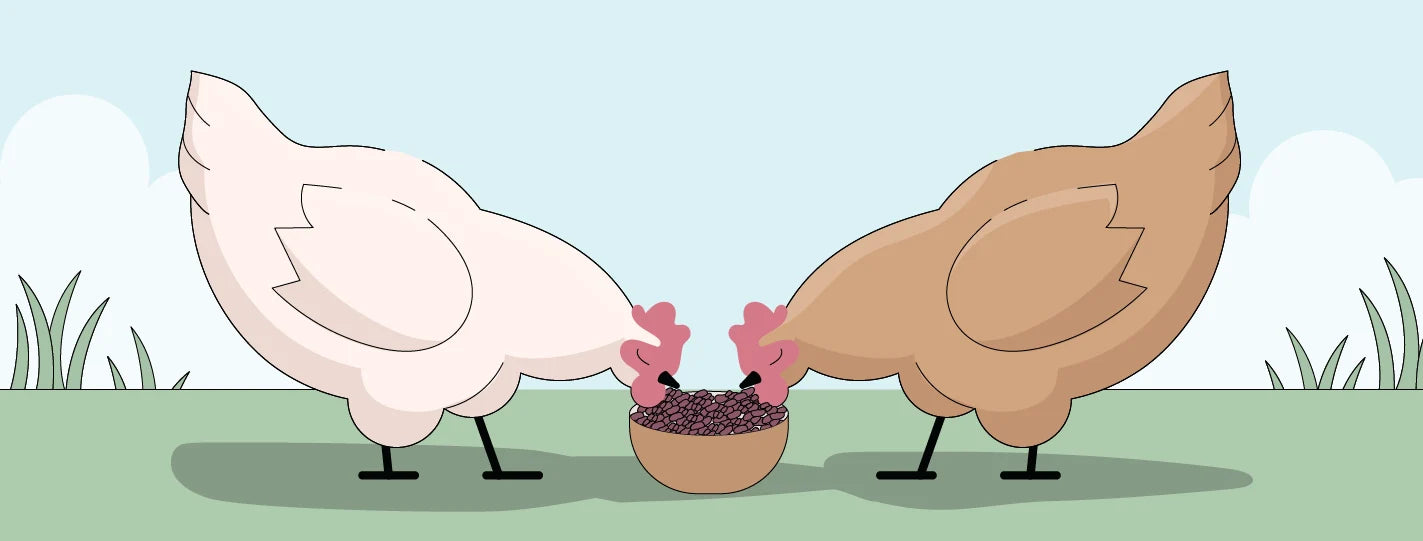 Do Chickens Need Grit? The Honest Answer (It Depends on How You Feed Them)