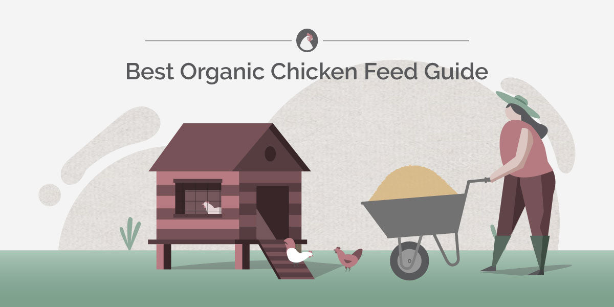 best organic chicken feed guide