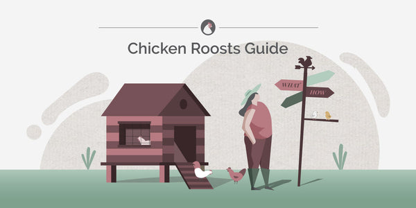 Chicken Roosts Guide