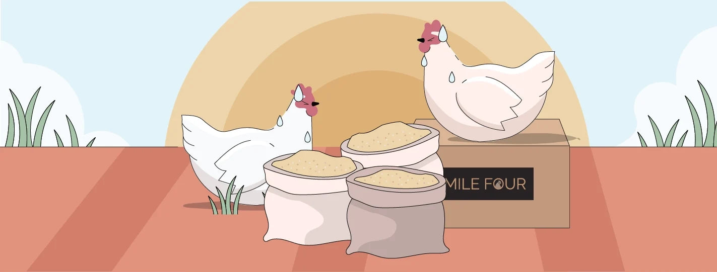 Illustration of chickens sweating under the sun