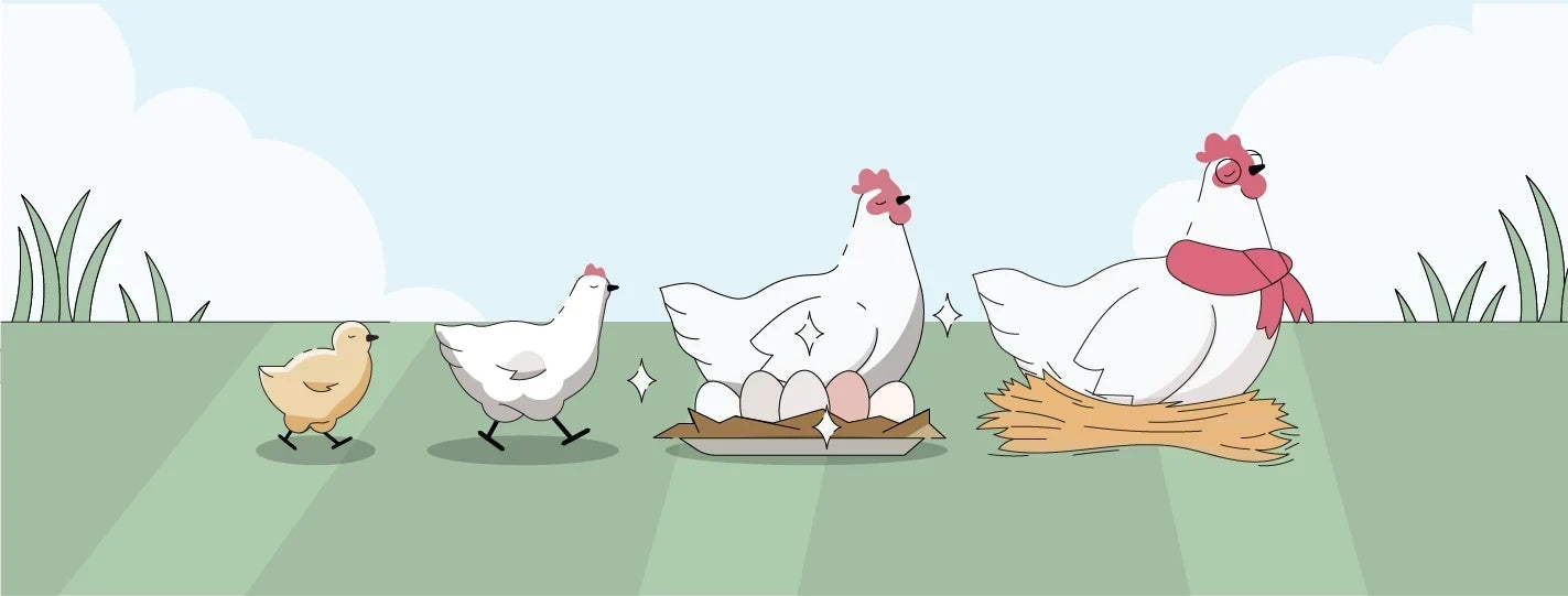 Illustration of a life cycle of chicken from chick to pullet to layer to old chicken