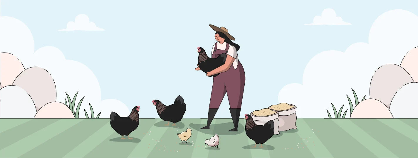 Black Copper Marans Chicken Breed Guide, Lady Holding Chickens