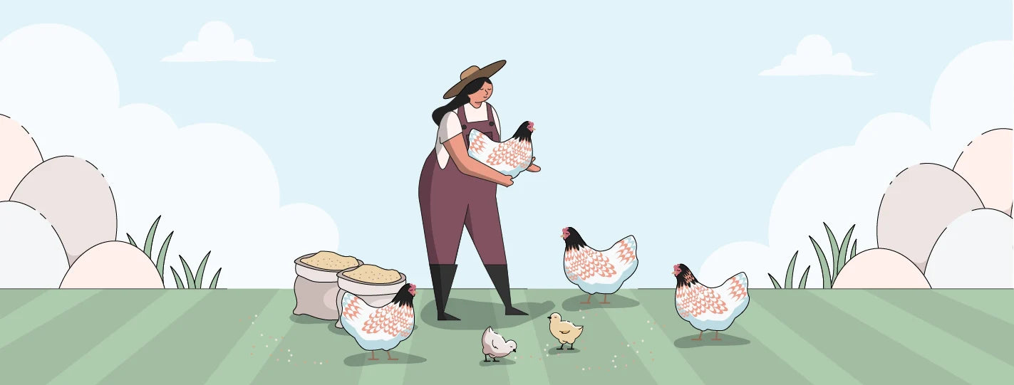 Photo of a blue laced red wyandotte