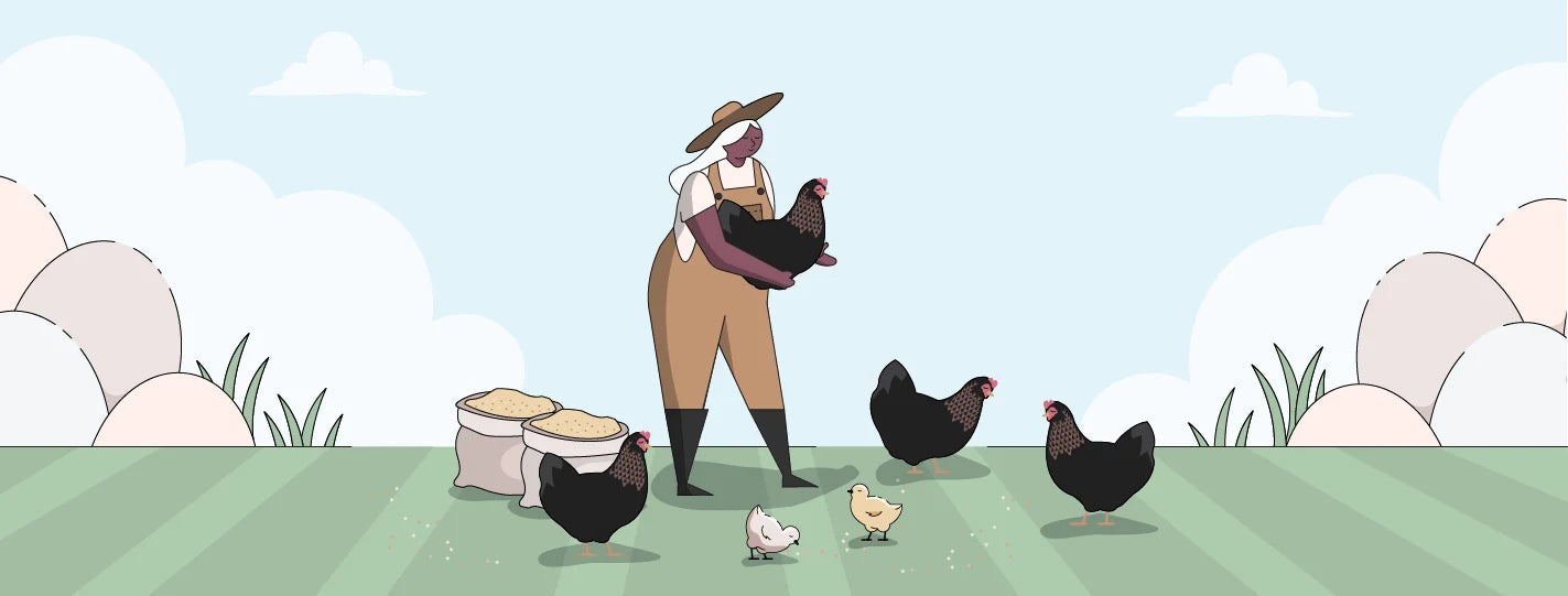 Photo of a marans chicken