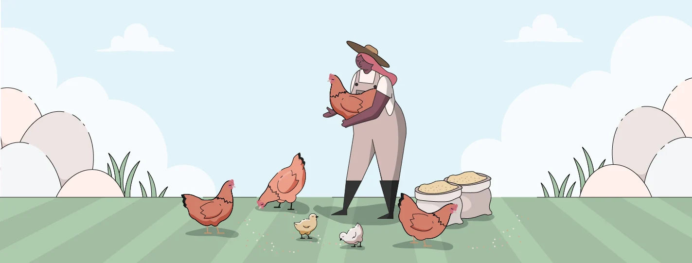 New Hampshire Red Chickens | Ultimate Guide