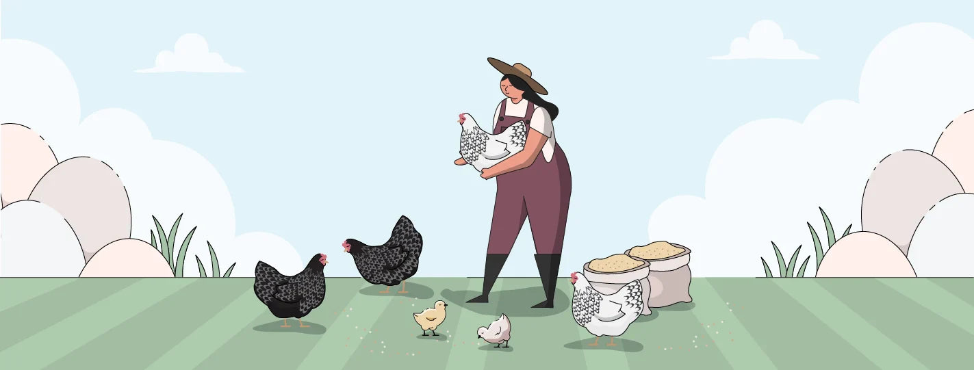 Wyandotte Chicken Breed Guide, Lady Holding Chickens