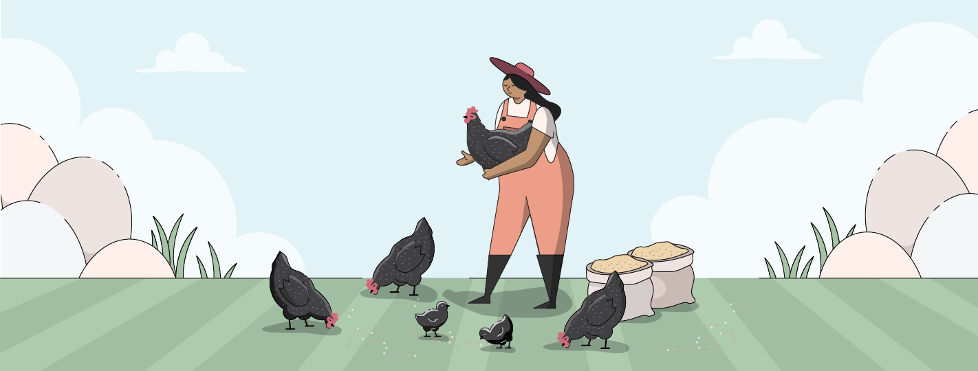 Plymouth Rock Chickens | Ultimate Guide