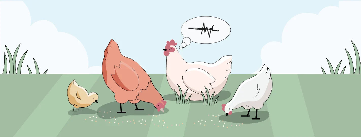 moody chicken sitting surrounded by other chickens