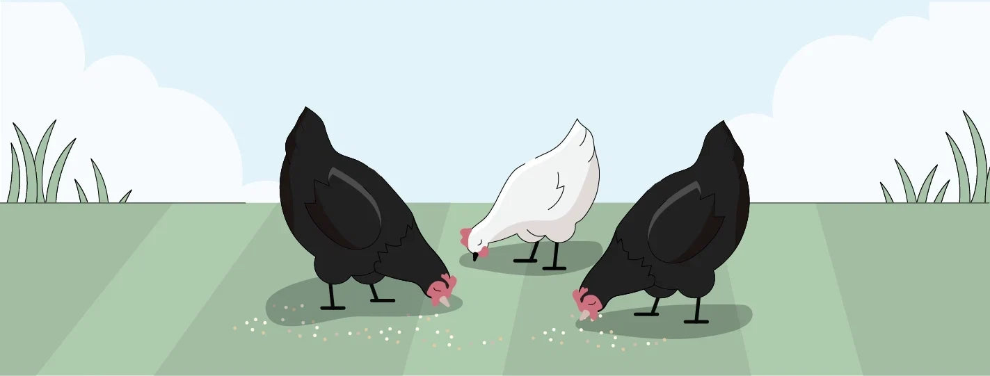 Illustration of a chicken adapting to an existing flock